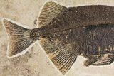 Uncommon Fish Fossil (Phareodus) - Wyoming #144136-3